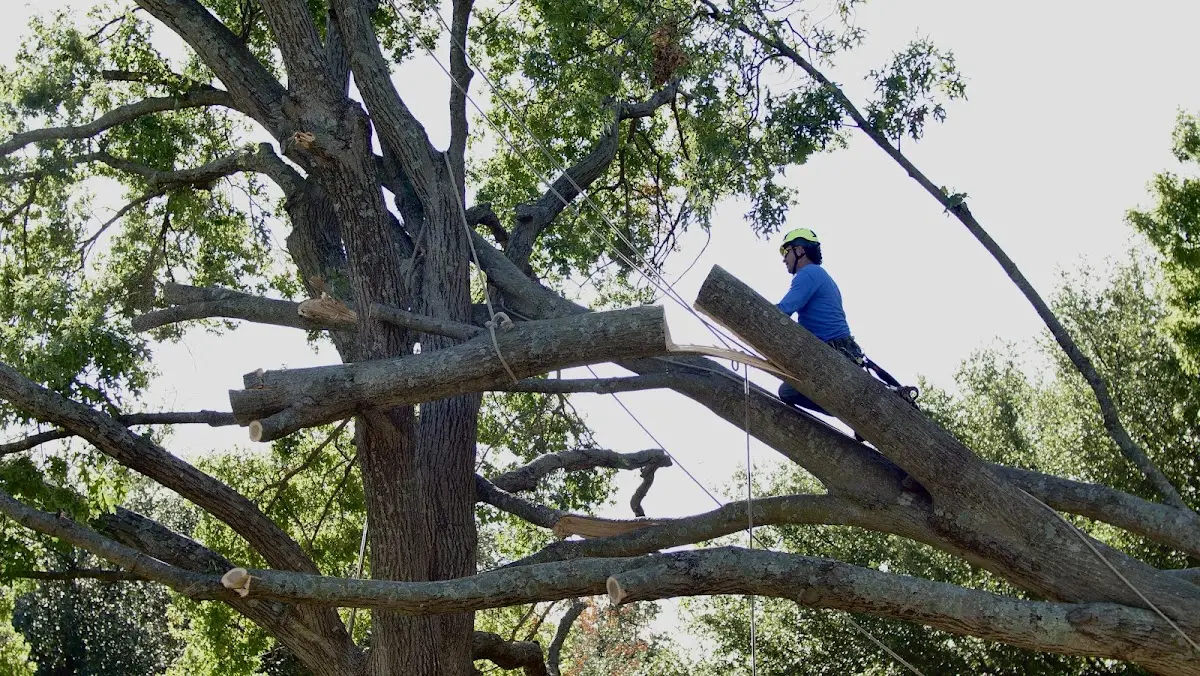 Professional Hazardous Tree Removal performed by certified arborists in Comanche