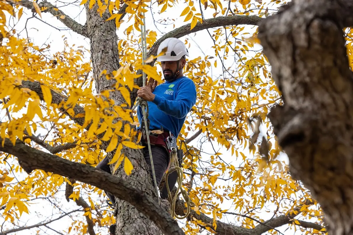 Skilled Storm Damage Cleanup crew working in Comanche