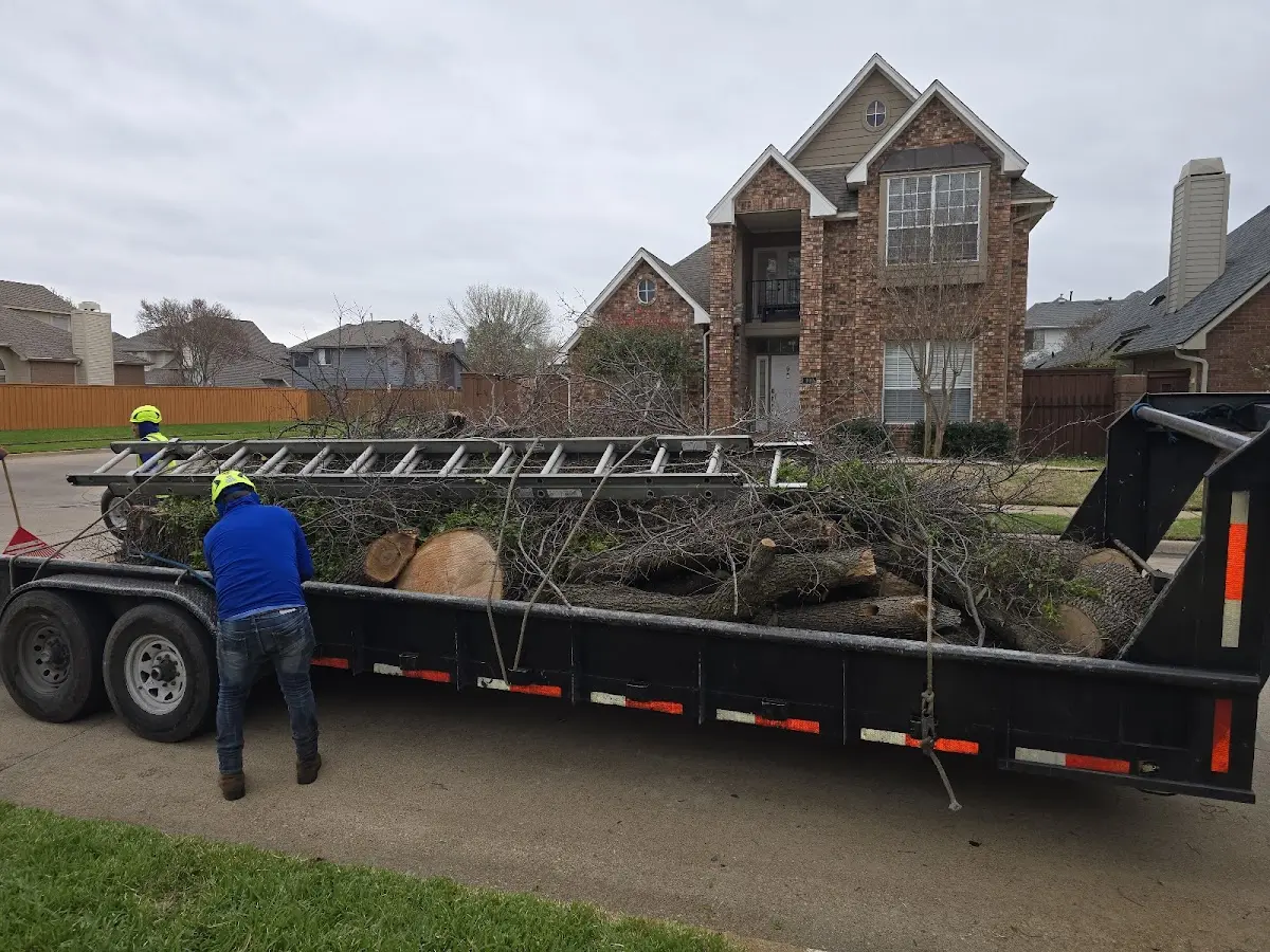 Expert Tree Removal with proper safety equipment in Comanche